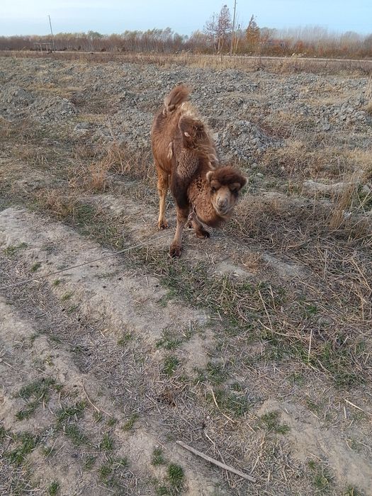 Tuya sotiladi sotiladi yeb ichishiga garantiya