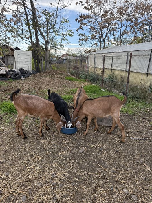 Vand iezi anglo - nubieni de 10 luni,crescuti acasa