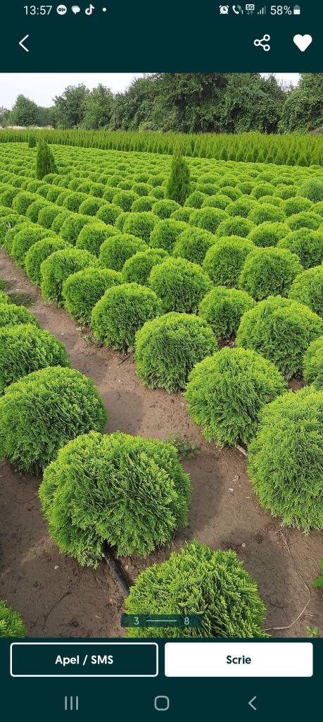 Buxus globular calitate extra toate dimensiunile