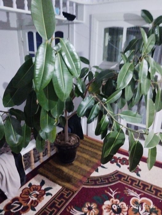 Fyukis ofis va katta zallarga juda mos keladi