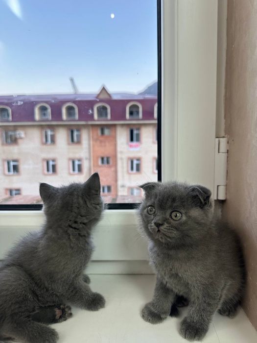 Skotish Fold & Strayt Sotiladi