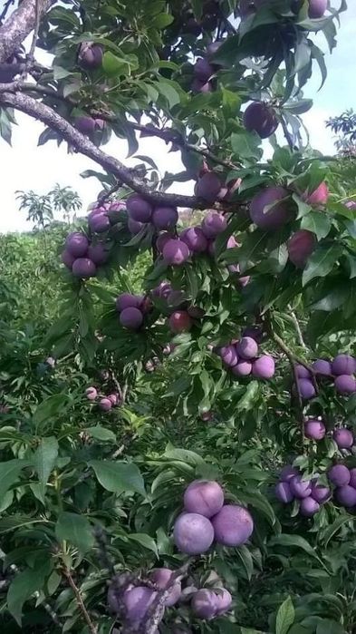 Pomi Fructiferi Stravechi Glia Stramoseasca (Soiuri De Prun )