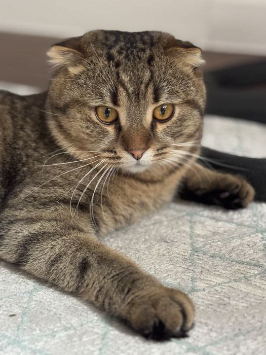 Отдам в хорошие руки породистую кошку