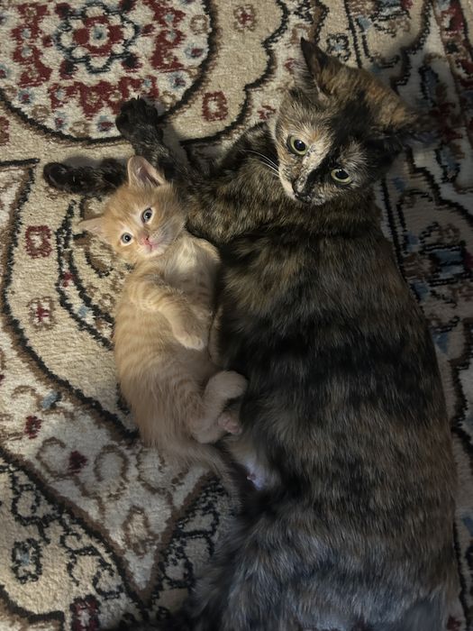 Котята ищут любящих родителей