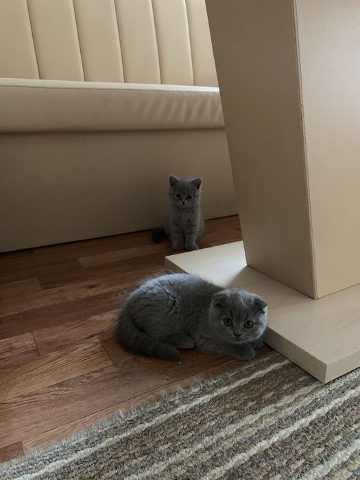 Pisica Scottish Fold