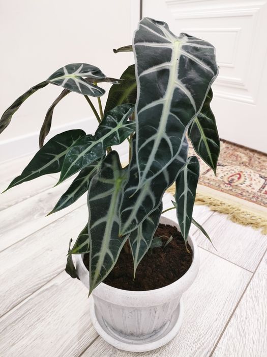 Комнатные растения, доставка