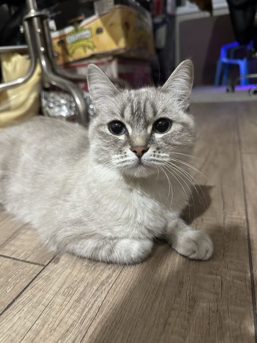 Кошка даром.