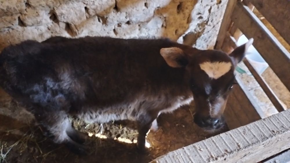 Бузаулы сиыр сатылад