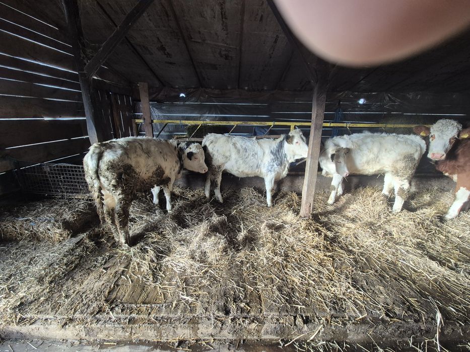 Vitei de carne bună