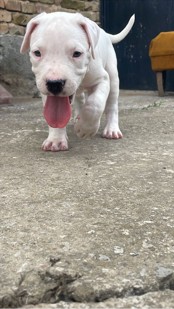 Dogo arjentino na 3 meseca