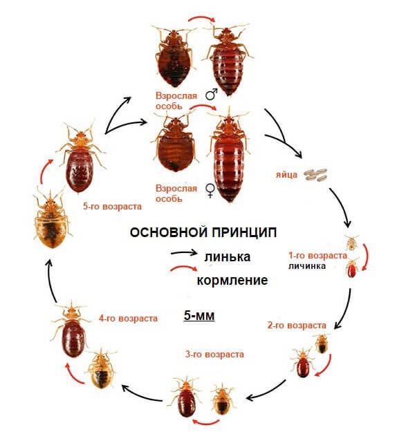 Дезинфекция, клопы, Тараканы , мыши, блохи, бесплатная консультация