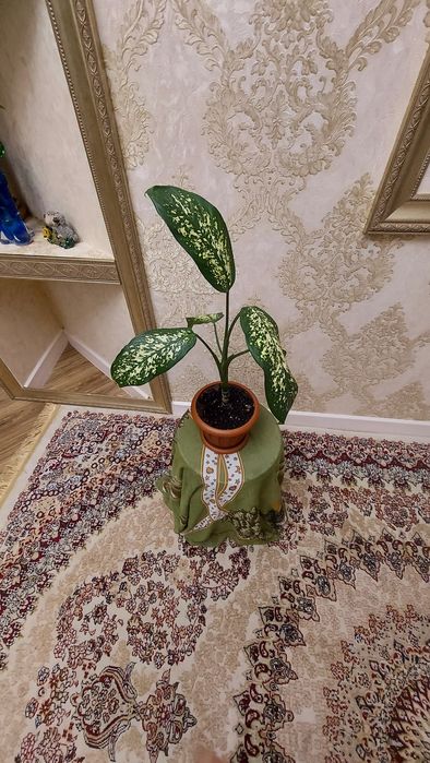 Диффенбахия,Продаю.