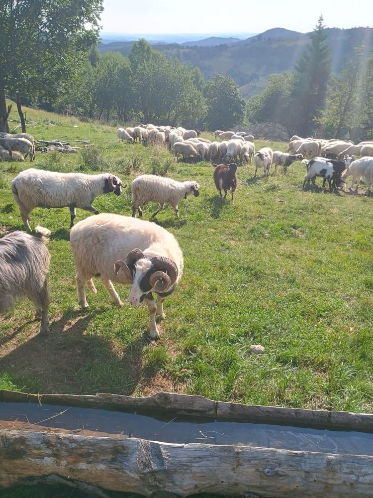 Berbec brez disponibil