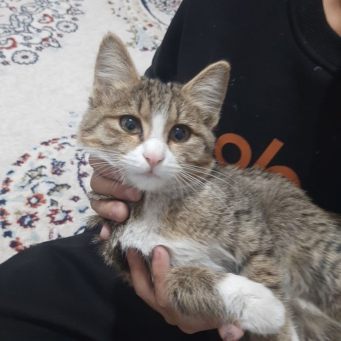 Котята. Мысык. Бесплатно. Шымкент
