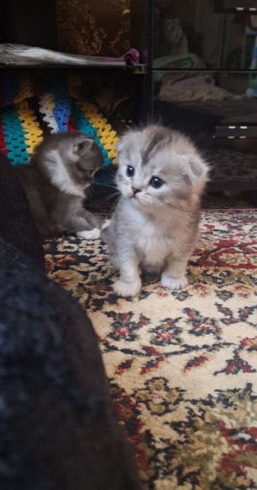 Продаются котята от правильный вязки