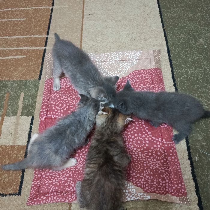 Ищем дом для подкидышей