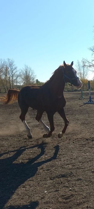 Продам Арабского чистокровного Жеребца
