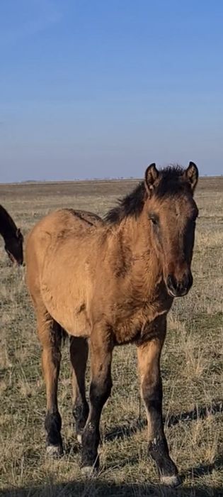 Еркек жабағы сатылады.