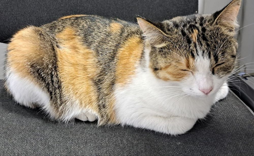 Отдам кошку в добрые руки