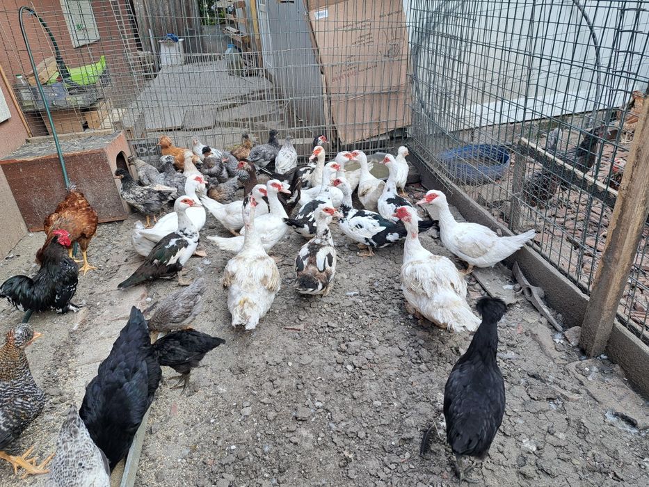 Vand rate mute si ratoi