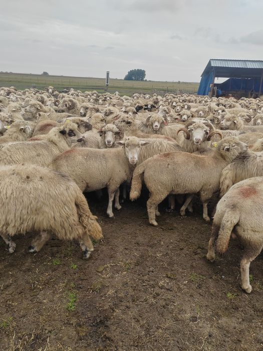 Oi ille de france si metis