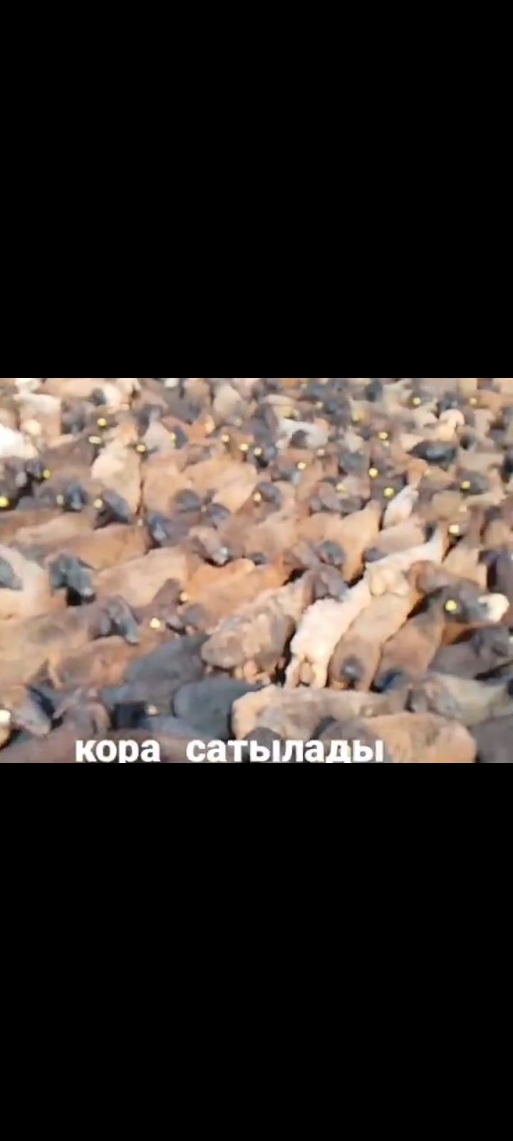 қора сатылады 200млн