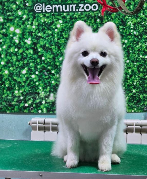 Белые щенята шпицули