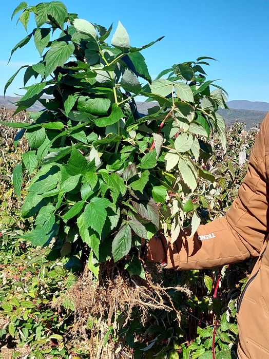 Разсад малини ягоди