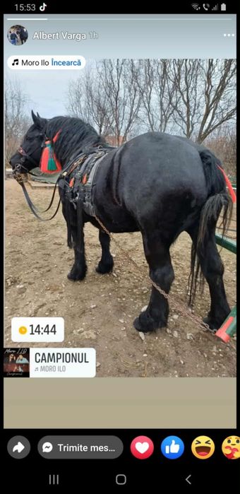 Vand iapa de 5 ani