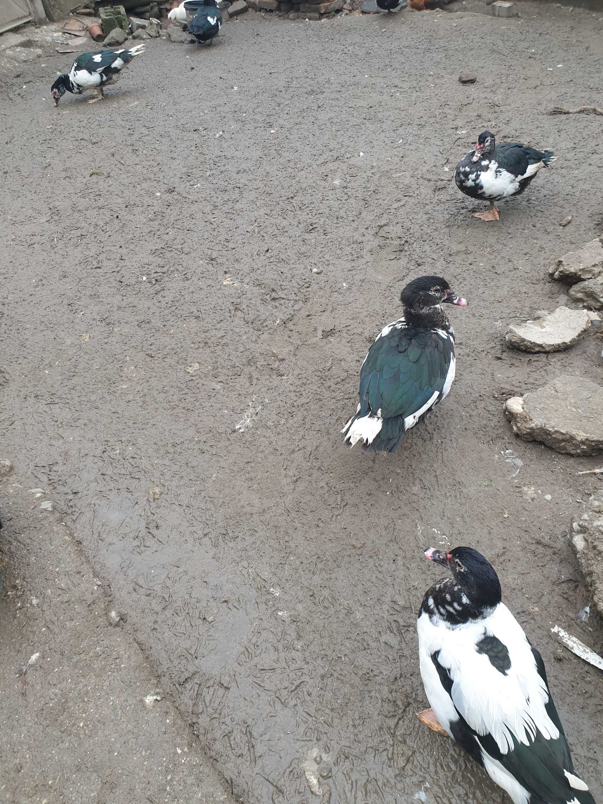 Vand rațe leșești mute