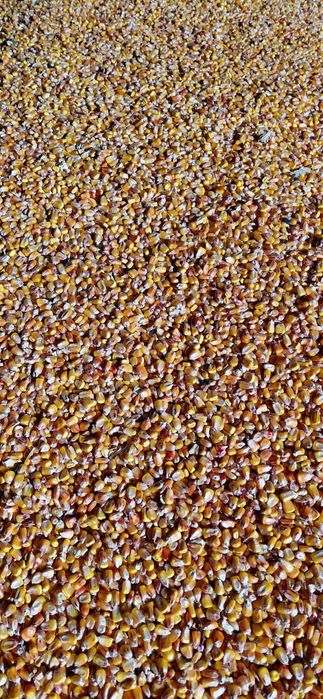 Porumb uscat furajier