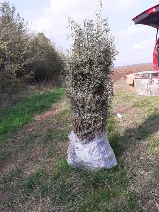 Vând butasi de catina