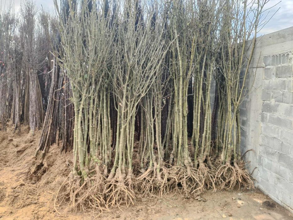 Японска вишна канзан