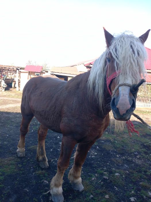 Vând sau schimb un armăsar
