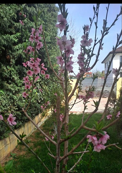 Proprietar Vila individuala duplex