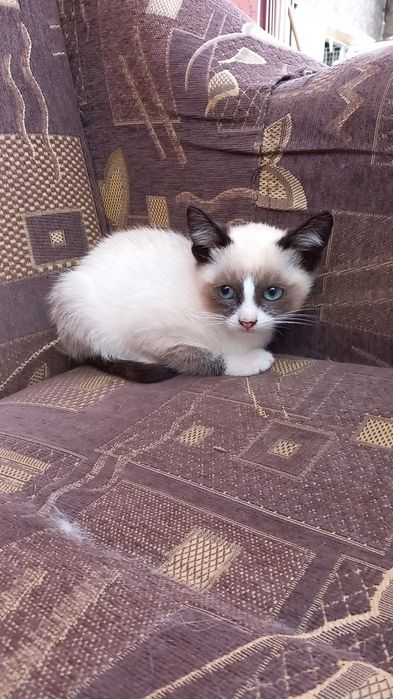 Pui de pisica snowshoe