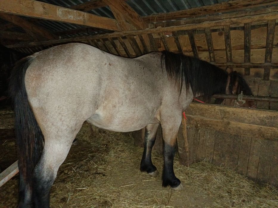 Vând o mânză dereș