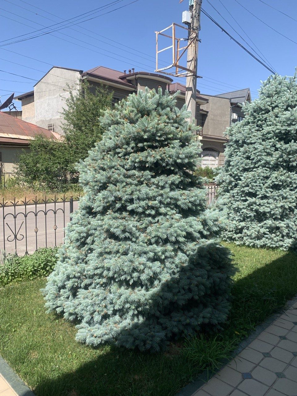 Бельгийский голубой ель
