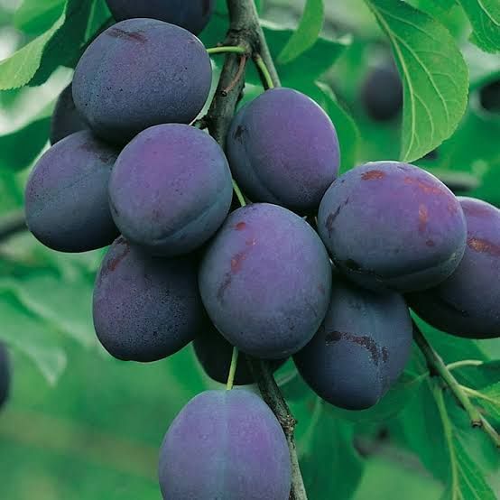 Pomi fructiferi normali Pruni