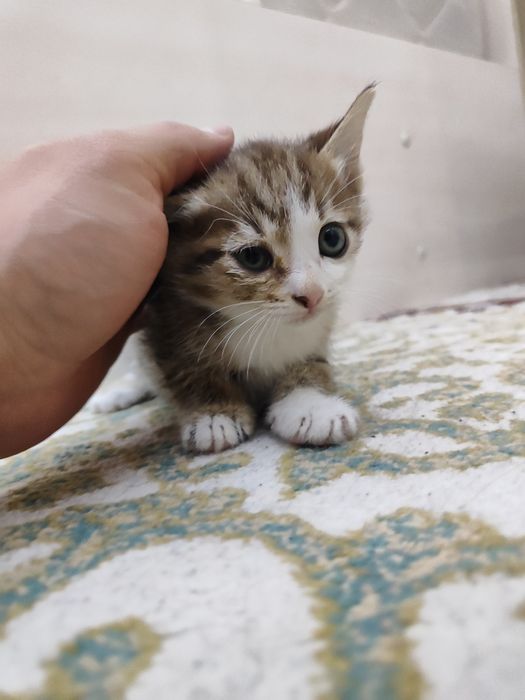 Mushuk bolalari tekinga beriladi