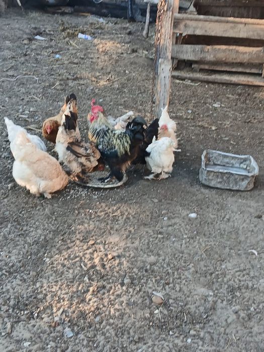 Куры домашние продам