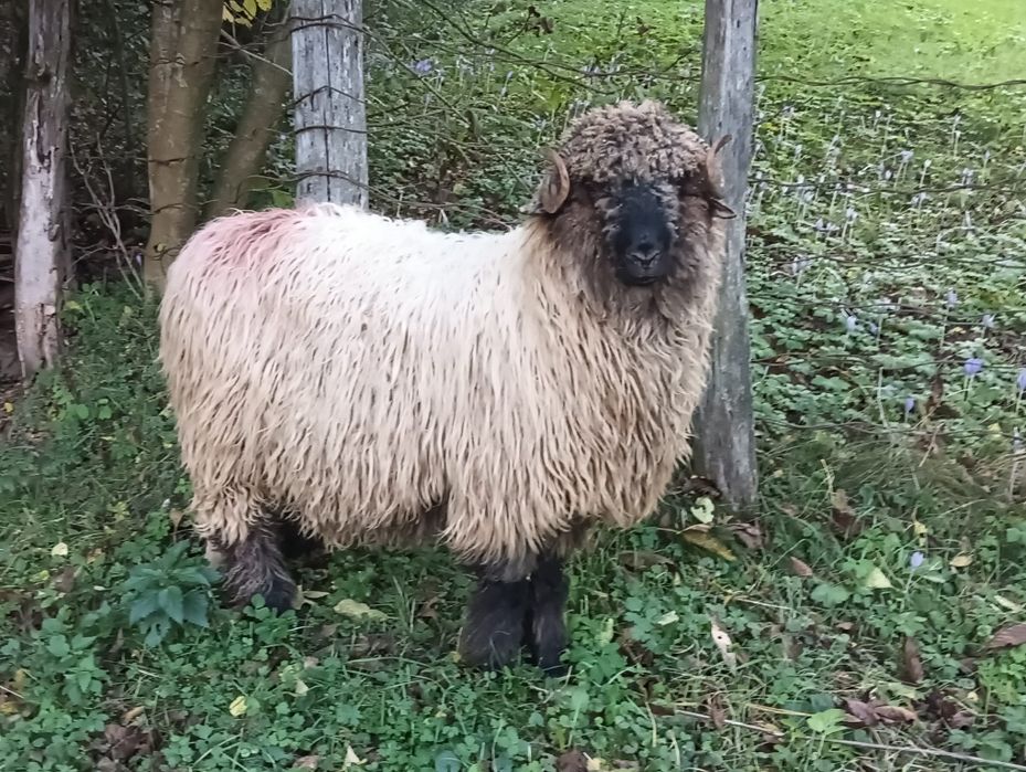 Vând 2 noateni de 8 luni detlaii la telefon 1300 de lei bucata +40 751