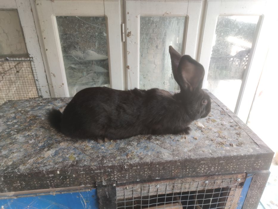 Кролиха кородистая