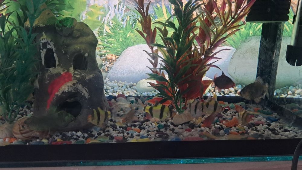 Баликлар ва аквариум,иситгич,филтр ичидаги декоративни нарсалари билан