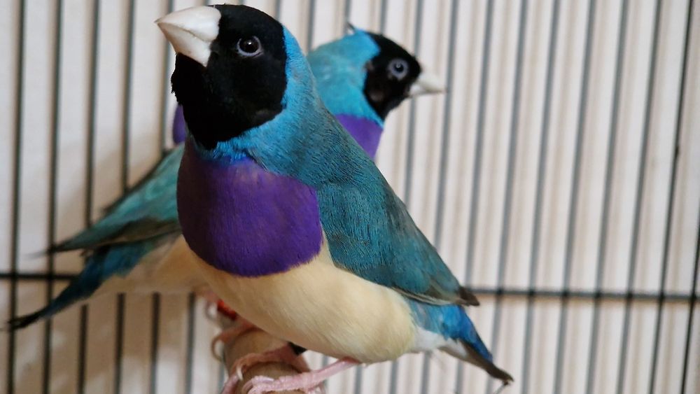 Гулдови амадини!!!