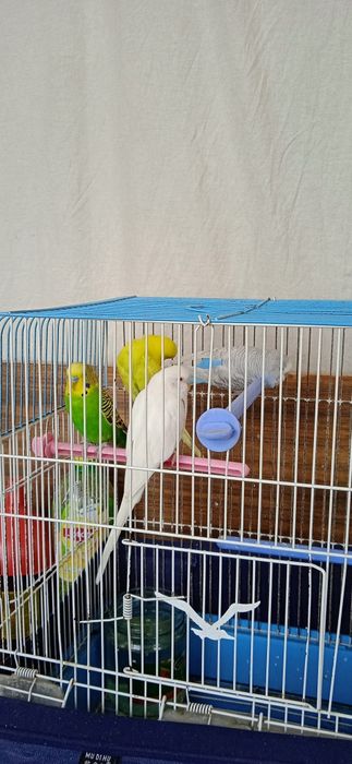 Valnisti toti qushlar sotladi