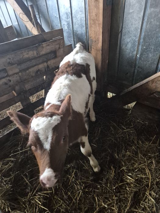 Vând patru vitele de ținut