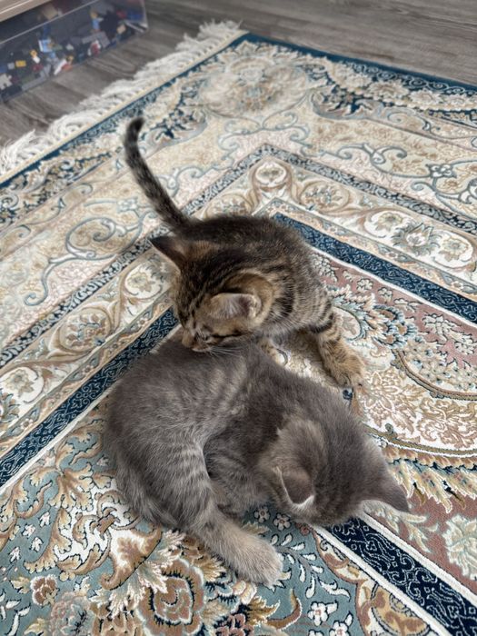 котенок за даром