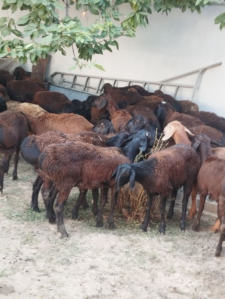 Qozilar sotiladi
