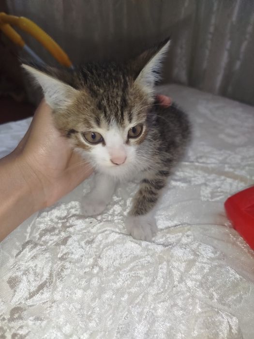Котята( девочки)